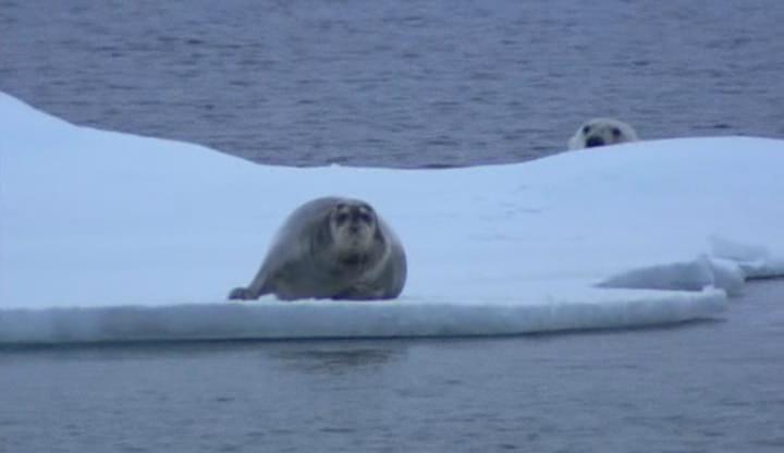 北极熊:冰上侦探 剧照10