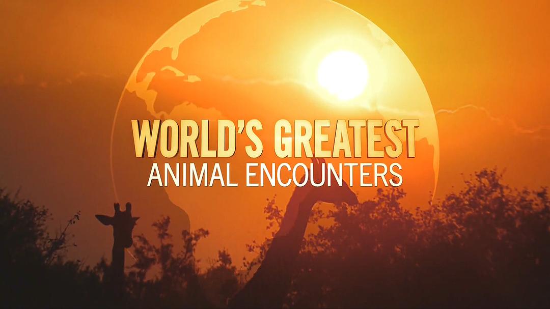 Worlds Greatest Animal Encounters 剧照6