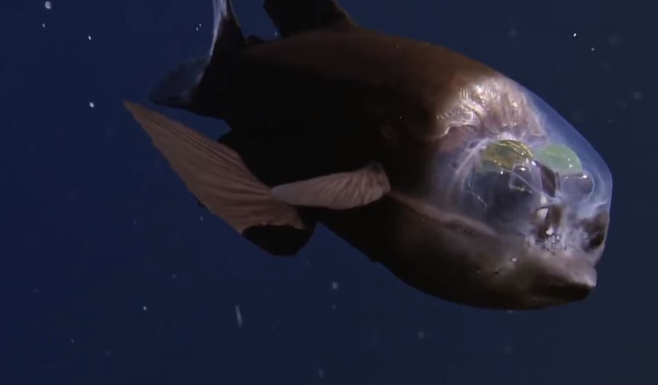 发光生物 剧照2