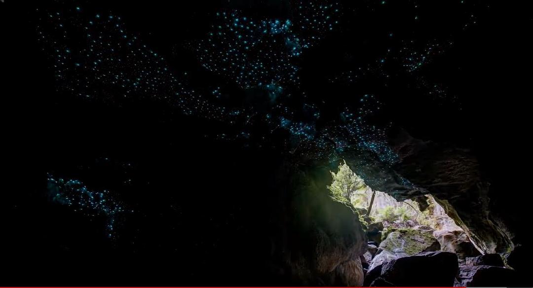 发光生物 剧照5