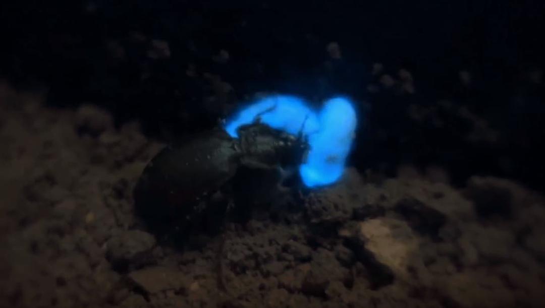 发光生物 剧照8