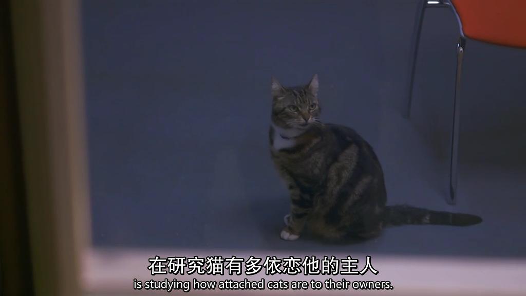 地平线系列:小猫日记 剧照4