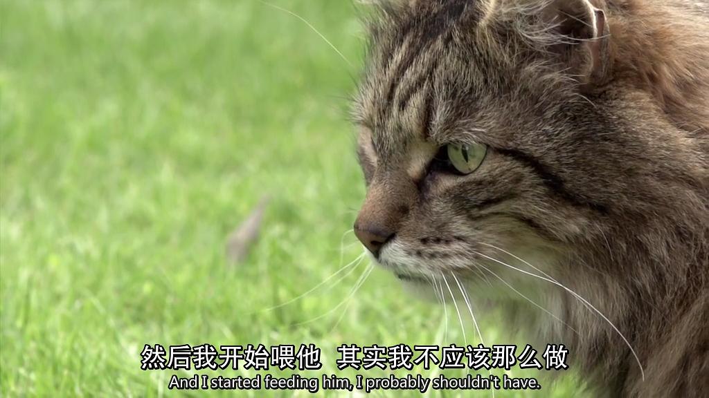 地平线系列:小猫日记 剧照6