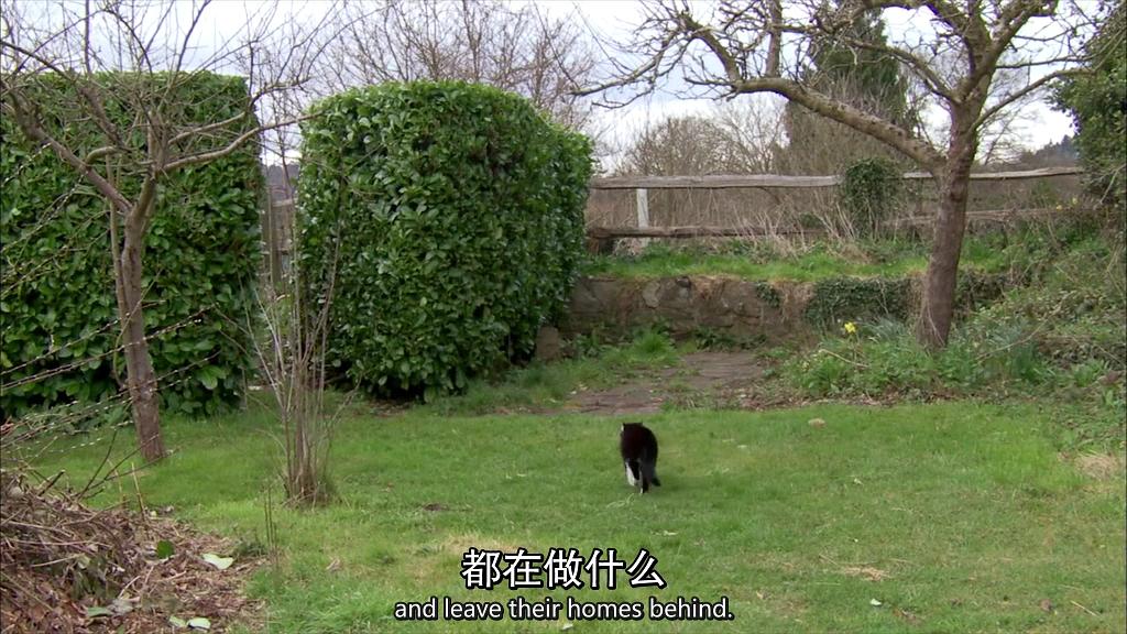 地平线系列:小猫日记 剧照7
