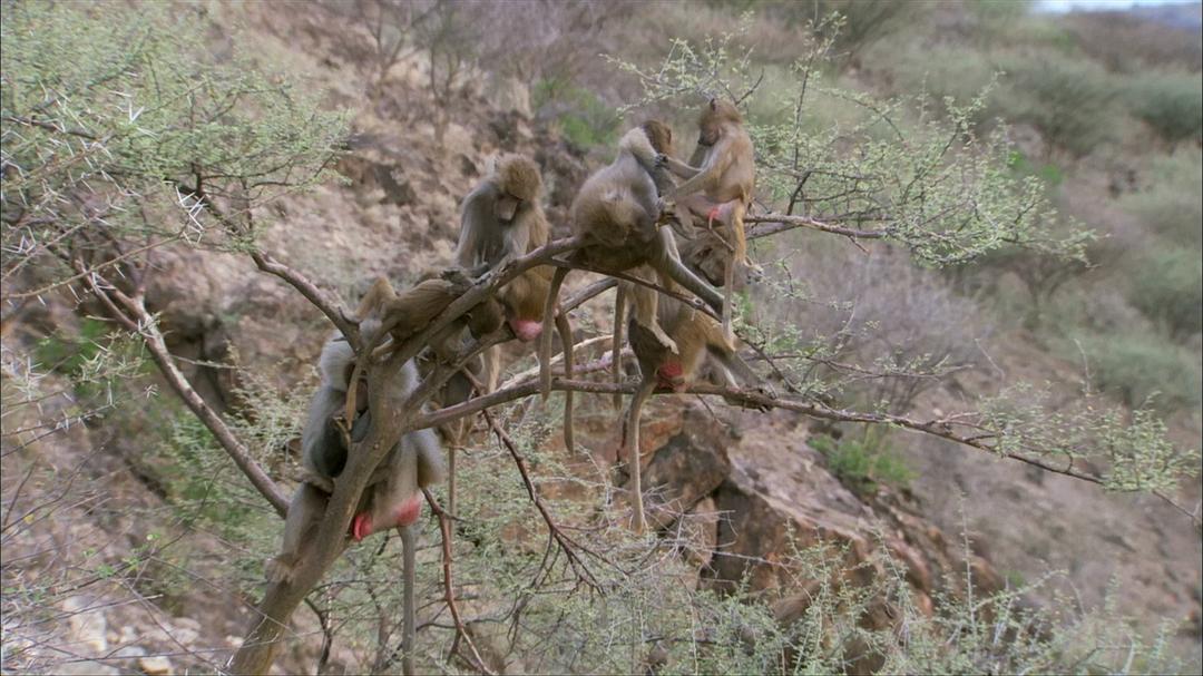 BBC自然世界:狒狒 剧照1
