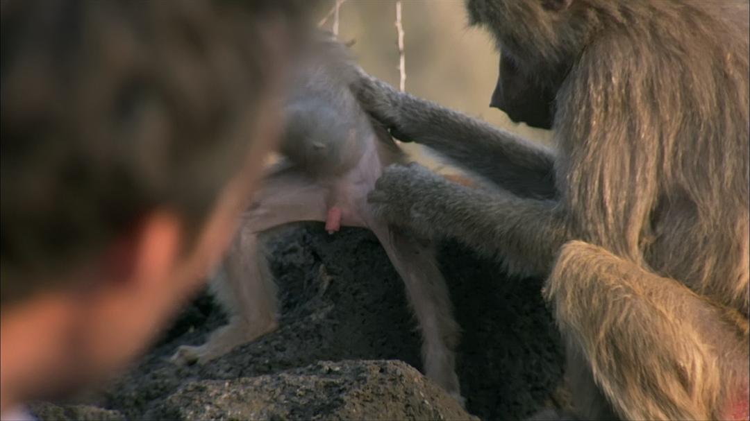 BBC自然世界:狒狒 剧照4