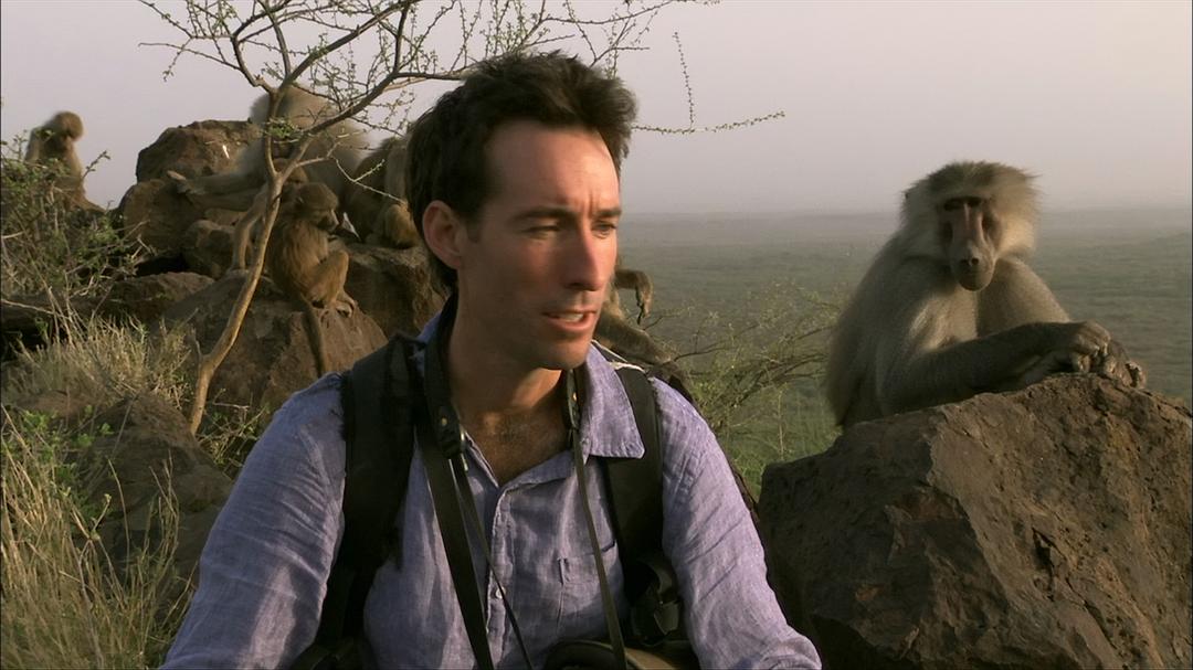 BBC自然世界:狒狒 剧照9