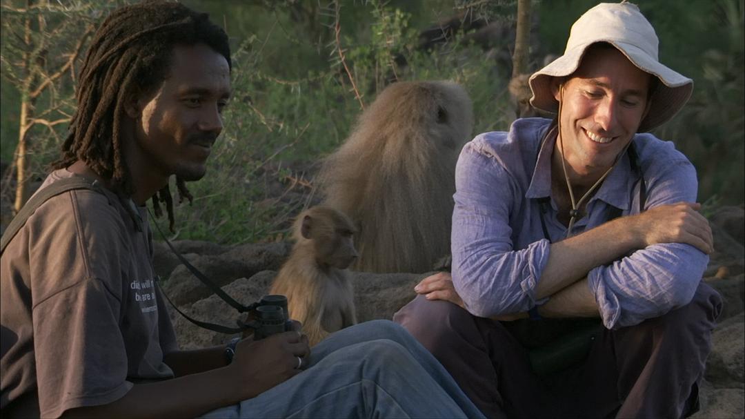 BBC自然世界:狒狒 剧照10