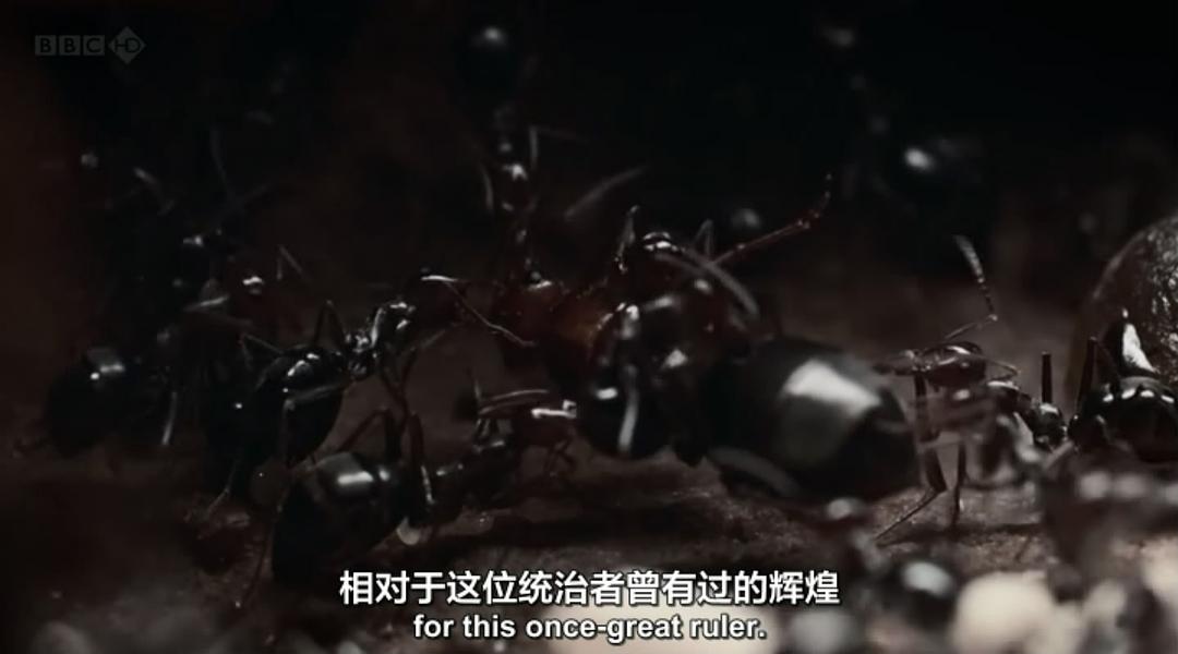 BBC 自然世界:沙漠蚂蚁帝国 剧照5