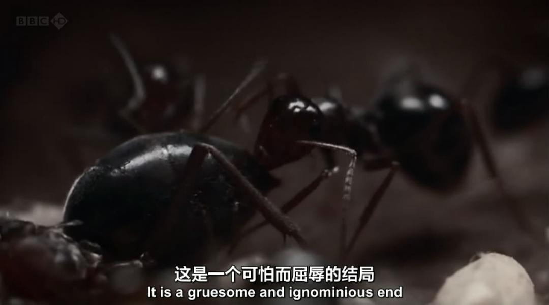 BBC 自然世界:沙漠蚂蚁帝国 剧照6