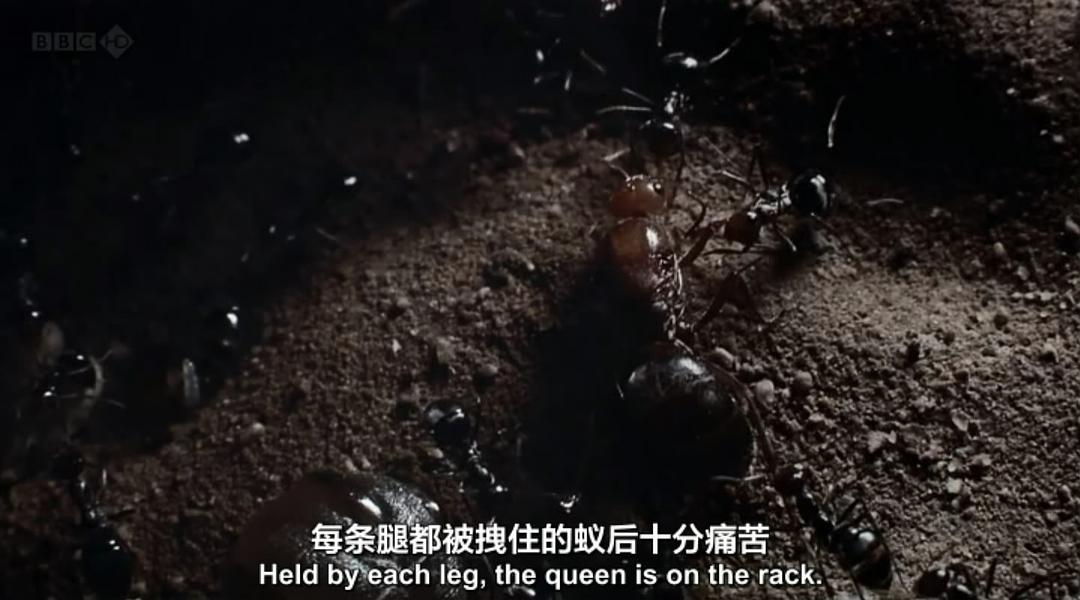 BBC 自然世界:沙漠蚂蚁帝国 剧照7