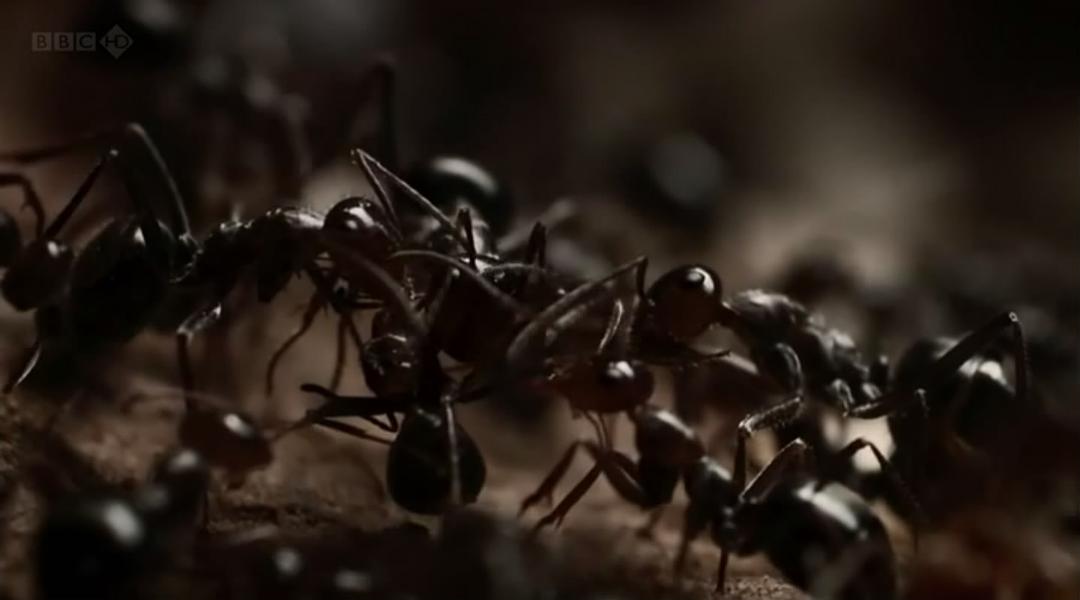 BBC 自然世界:沙漠蚂蚁帝国 剧照9