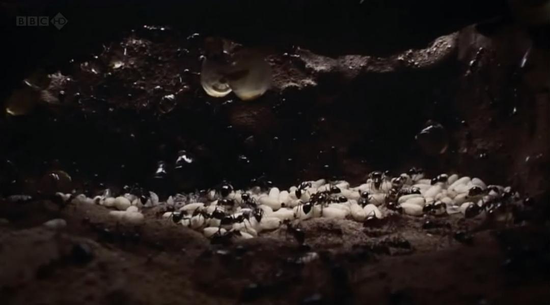 BBC 自然世界:沙漠蚂蚁帝国 剧照10