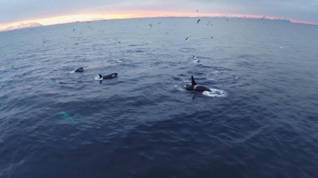 大西洋:地球最狂野的海洋 剧照7