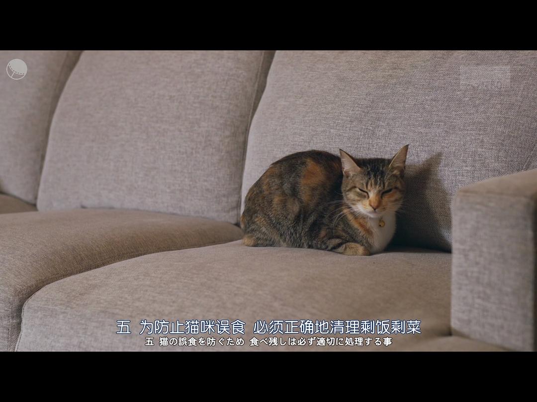 猫物件 电影版 剧照6