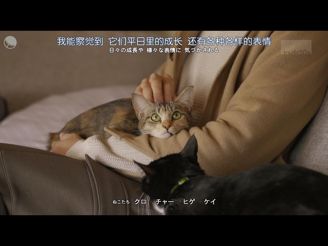 猫物件 电影版 剧照7