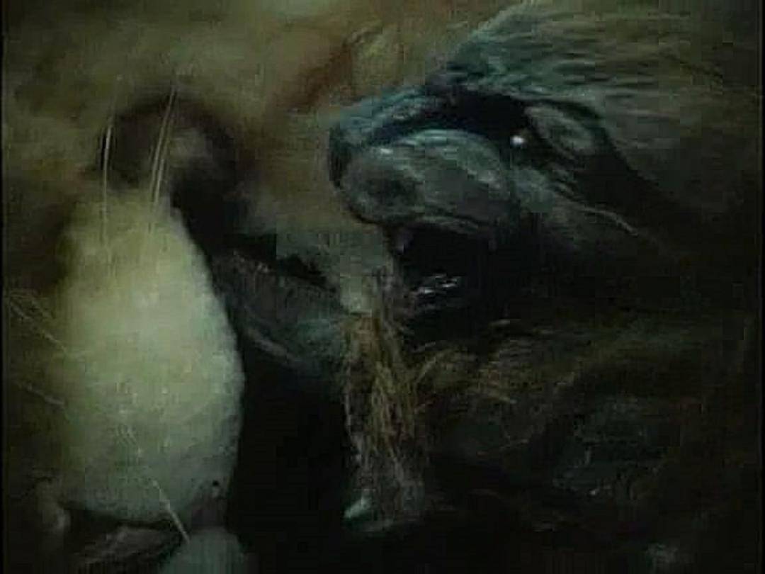 邪猫劫 剧照3