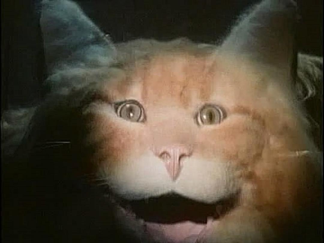 邪猫劫 剧照6