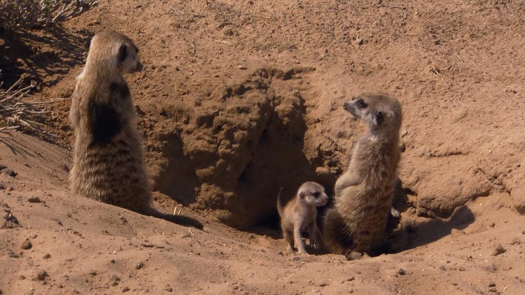 Meerkats-Secrets Of An Animal Superstar 剧照1