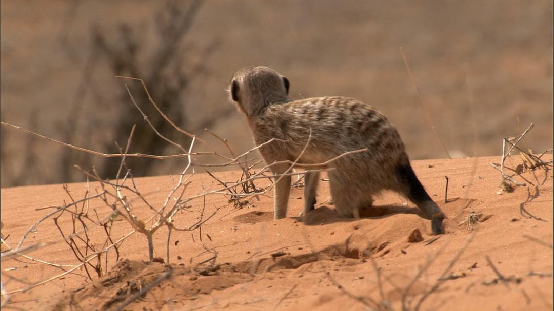 Meerkats-Secrets Of An Animal Superstar 剧照5