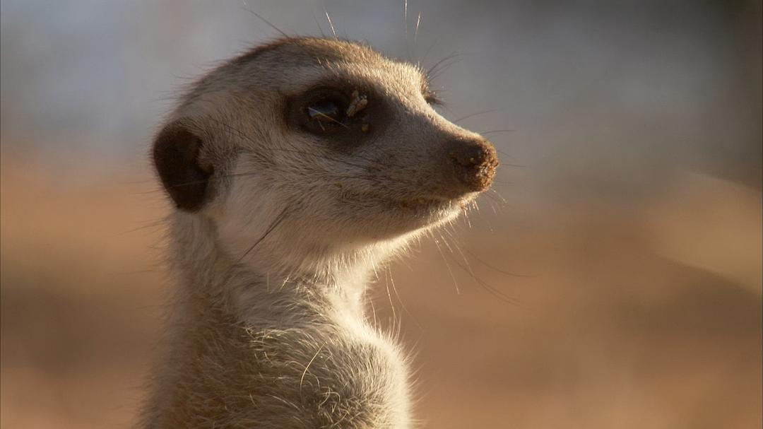 Meerkats-Secrets Of An Animal Superstar 剧照7