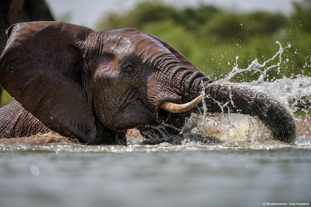 水塘故事:非洲动物的生命绿洲 剧照1