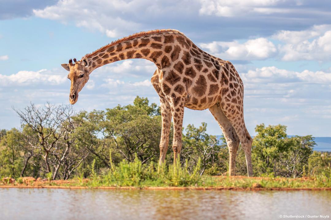 水塘故事:非洲动物的生命绿洲 剧照3