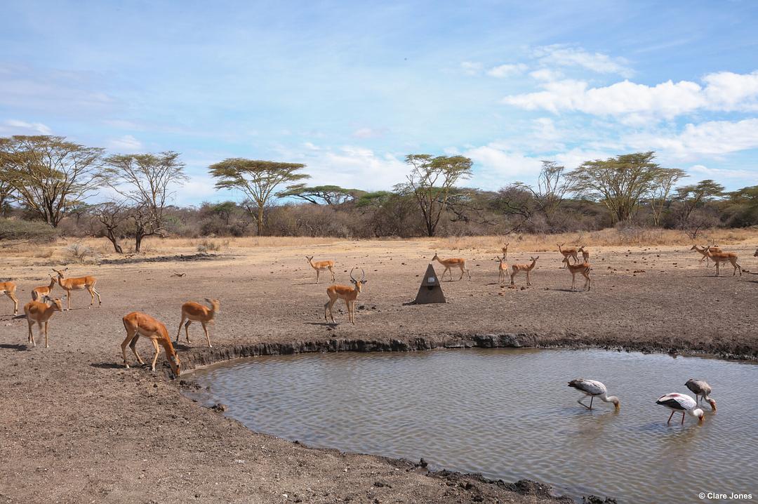 水塘故事:非洲动物的生命绿洲 剧照6