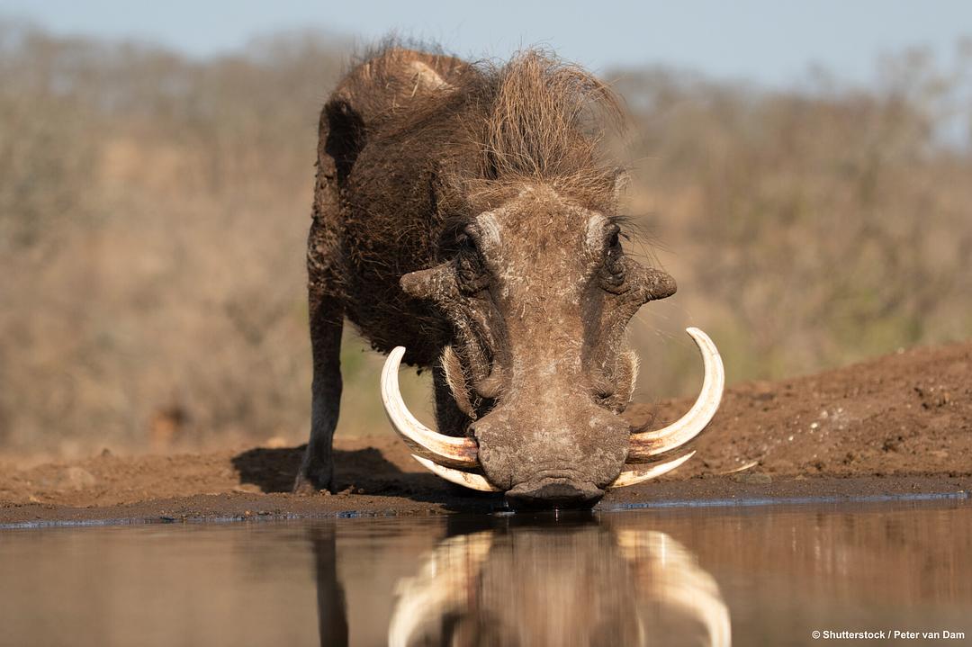 水塘故事:非洲动物的生命绿洲 剧照7