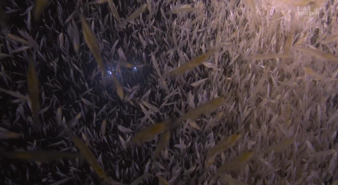 深邃海洋:南极深处的巨兽 剧照2