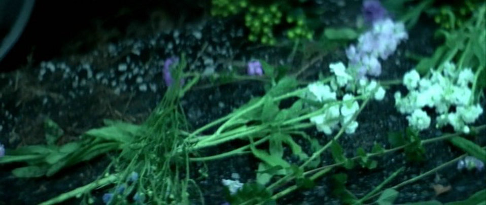 花之谷 剧照8