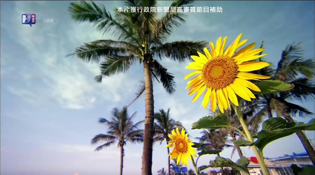 向日葵 剧照4