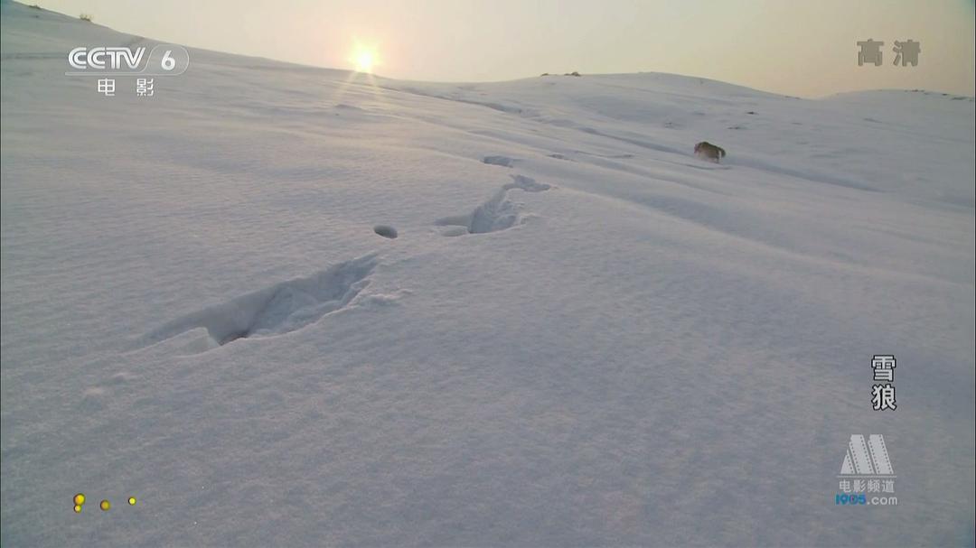 雪狼 剧照3