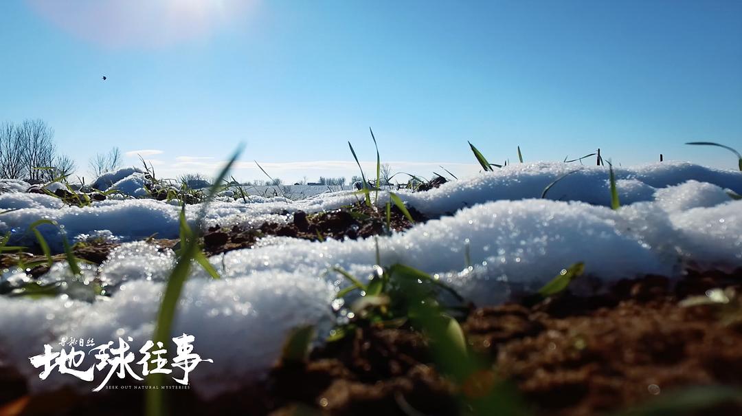 寻秘自然:地球往事 剧照6