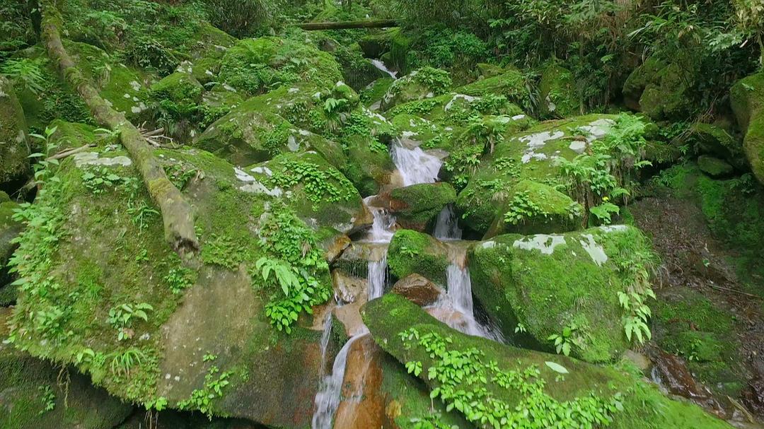 茶界中国 剧照10