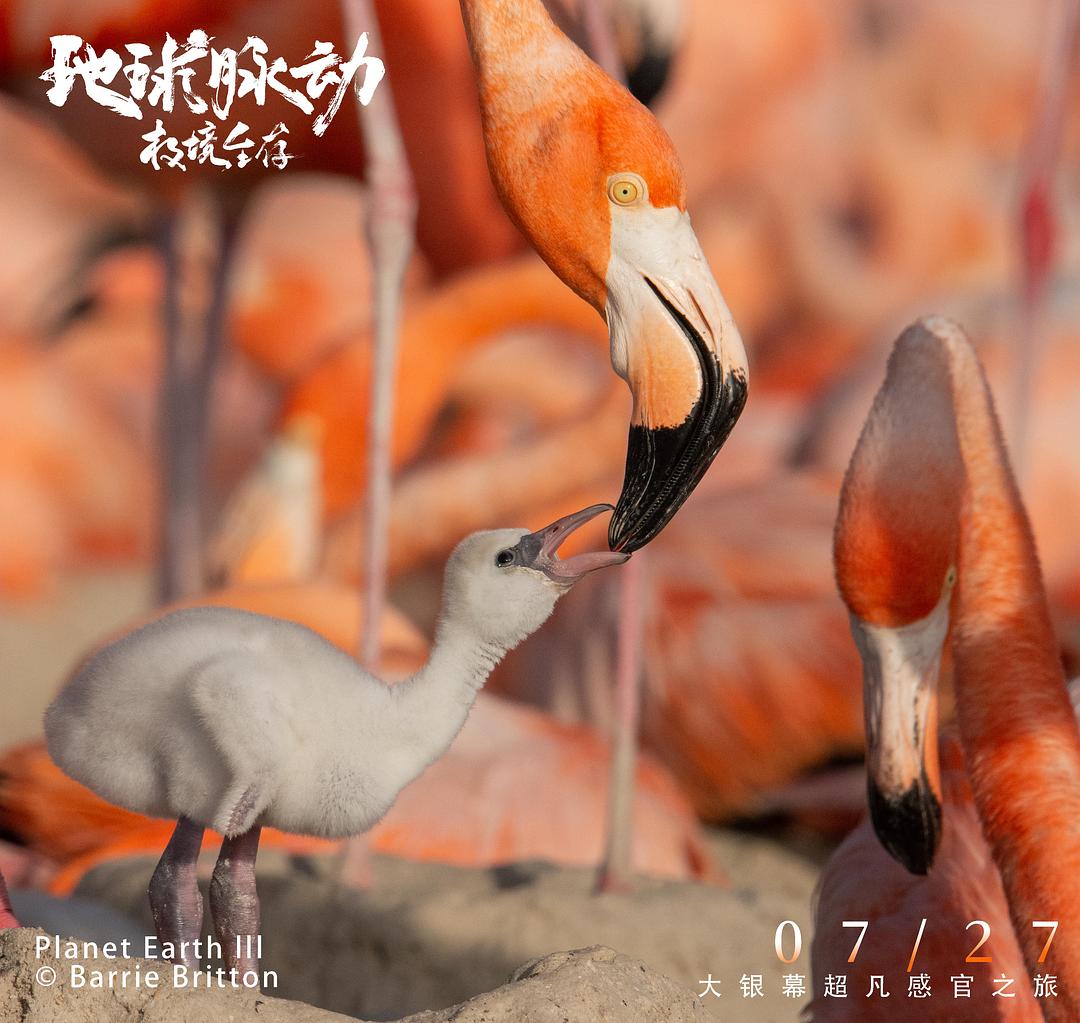 地球脉动:极境生存 剧照10