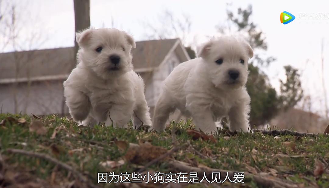 萌宠成长记 第三季 剧照5