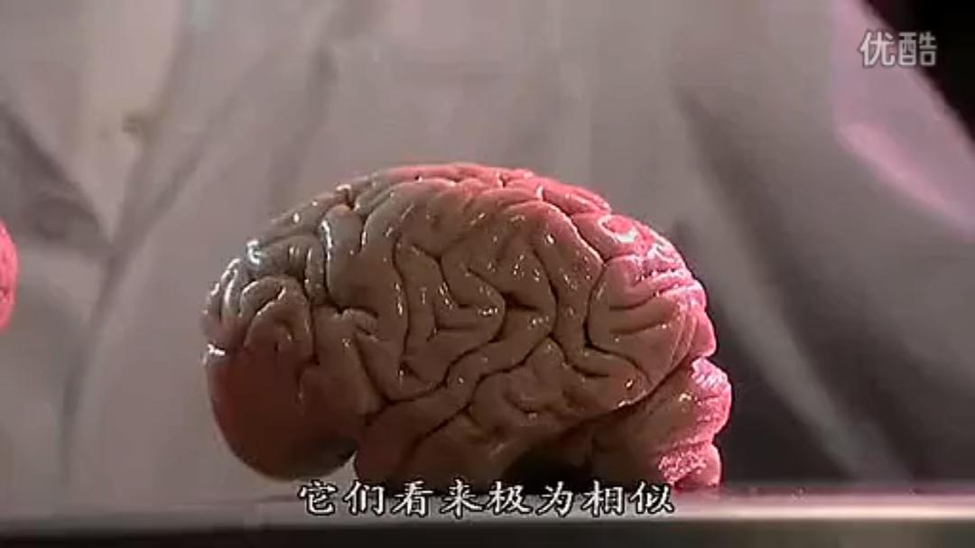 人脑漫游 剧照4