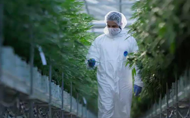 大麻.灵丹还是毒药 剧照1