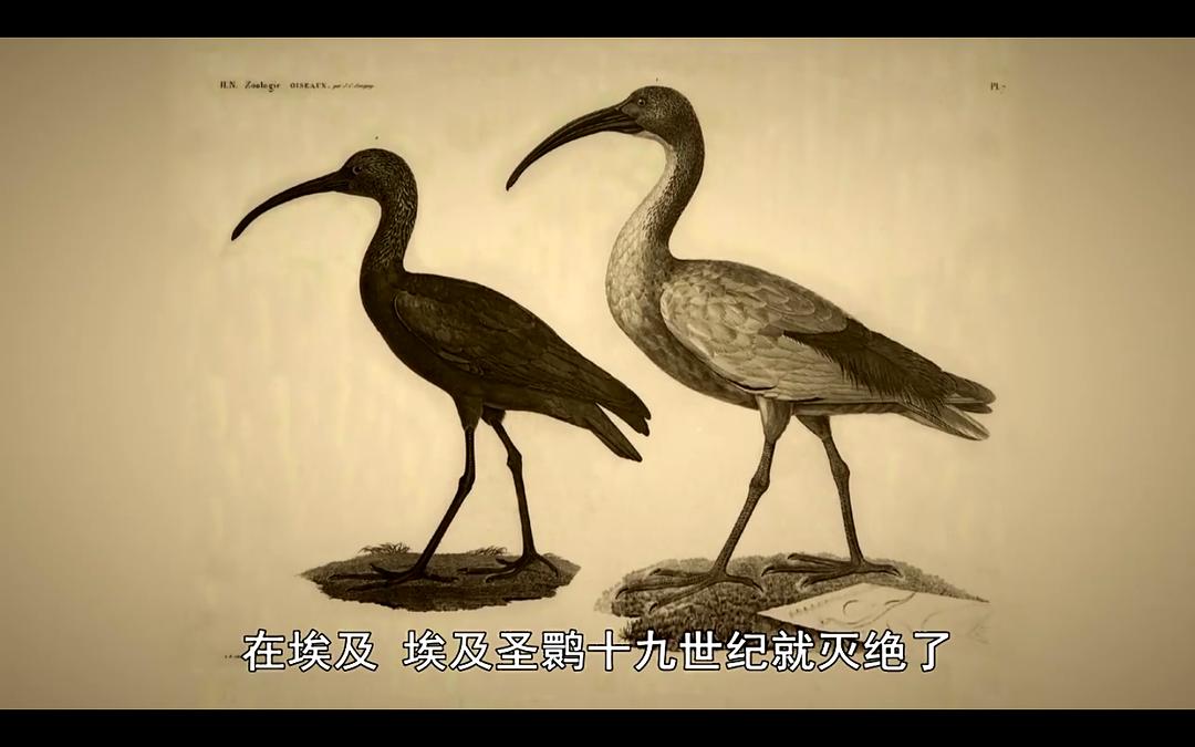 BBC地平线.七千万动物木乃伊.古埃及的暗黑秘密 剧照3
