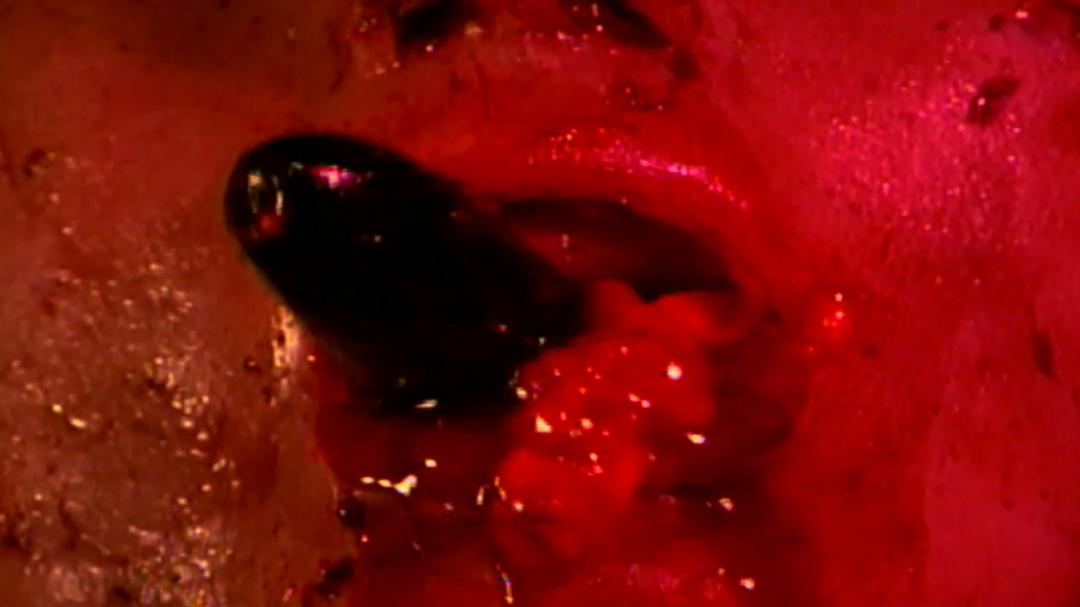 Amityville Vibrator 剧照4