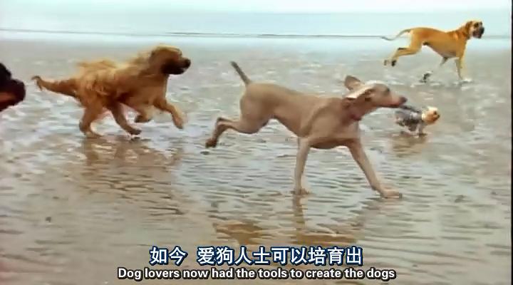 认识狗狗 剧照2