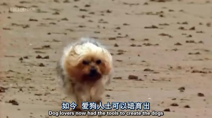 认识狗狗 剧照3