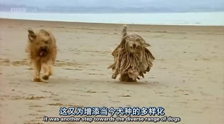认识狗狗 剧照5