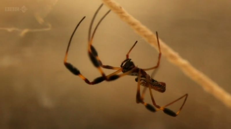 BBC地平线系列:扮演上帝-合成生物学前沿 剧照5