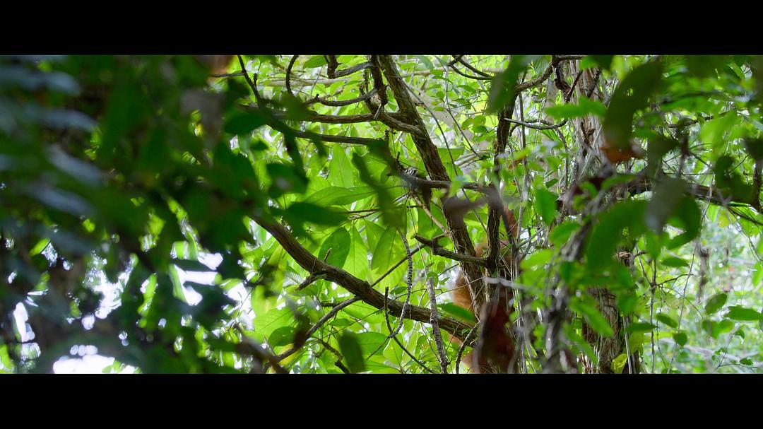 红毛猩猩的秘密生活 剧照5