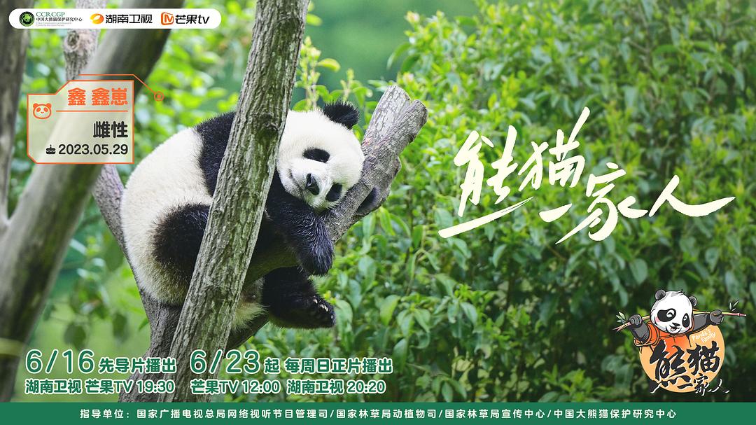 熊猫一家人 剧照5