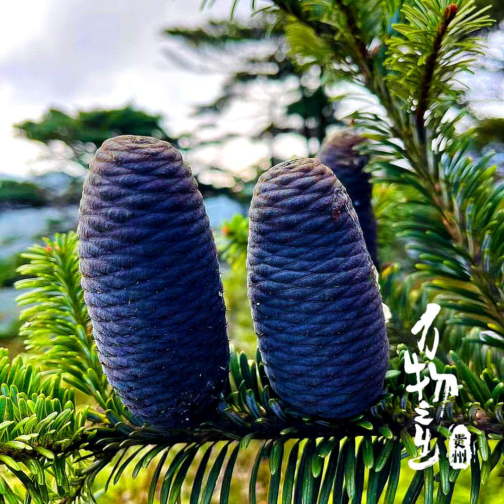 万物之生·贵州篇 剧照2