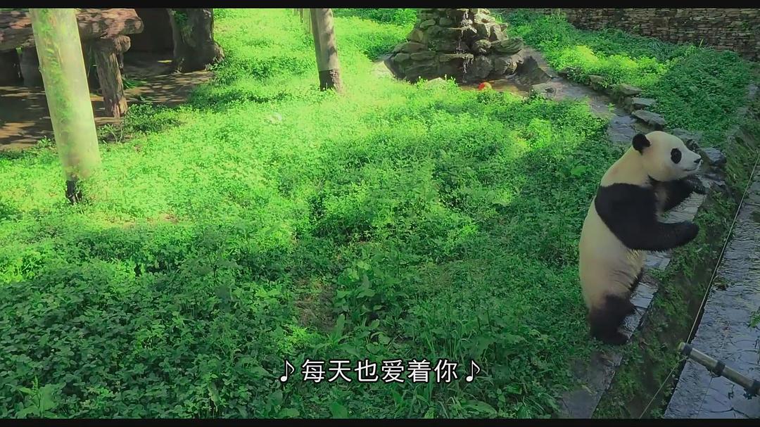 再见,福宝 剧照3