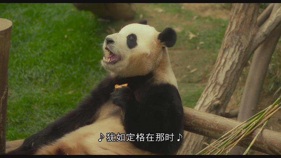 再见,福宝 剧照7